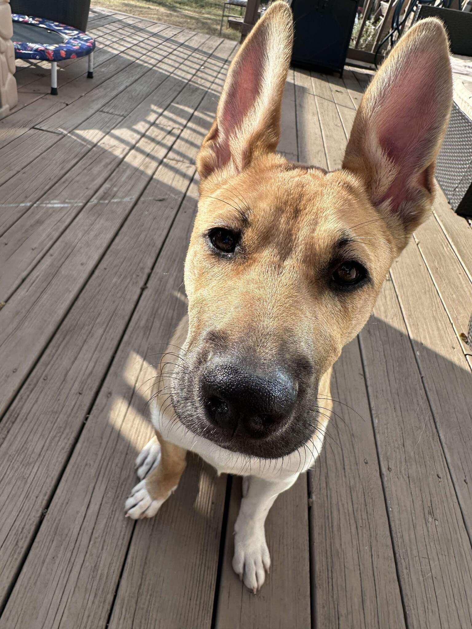 Enlarge Sadie, an adopted Mixed Breed in Carrollton, TX image 1/3