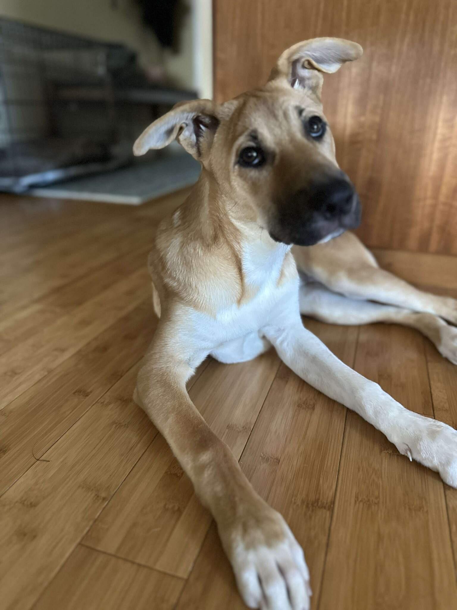 Enlarge Sadie, an adopted Mixed Breed in Carrollton, TX image 2/3