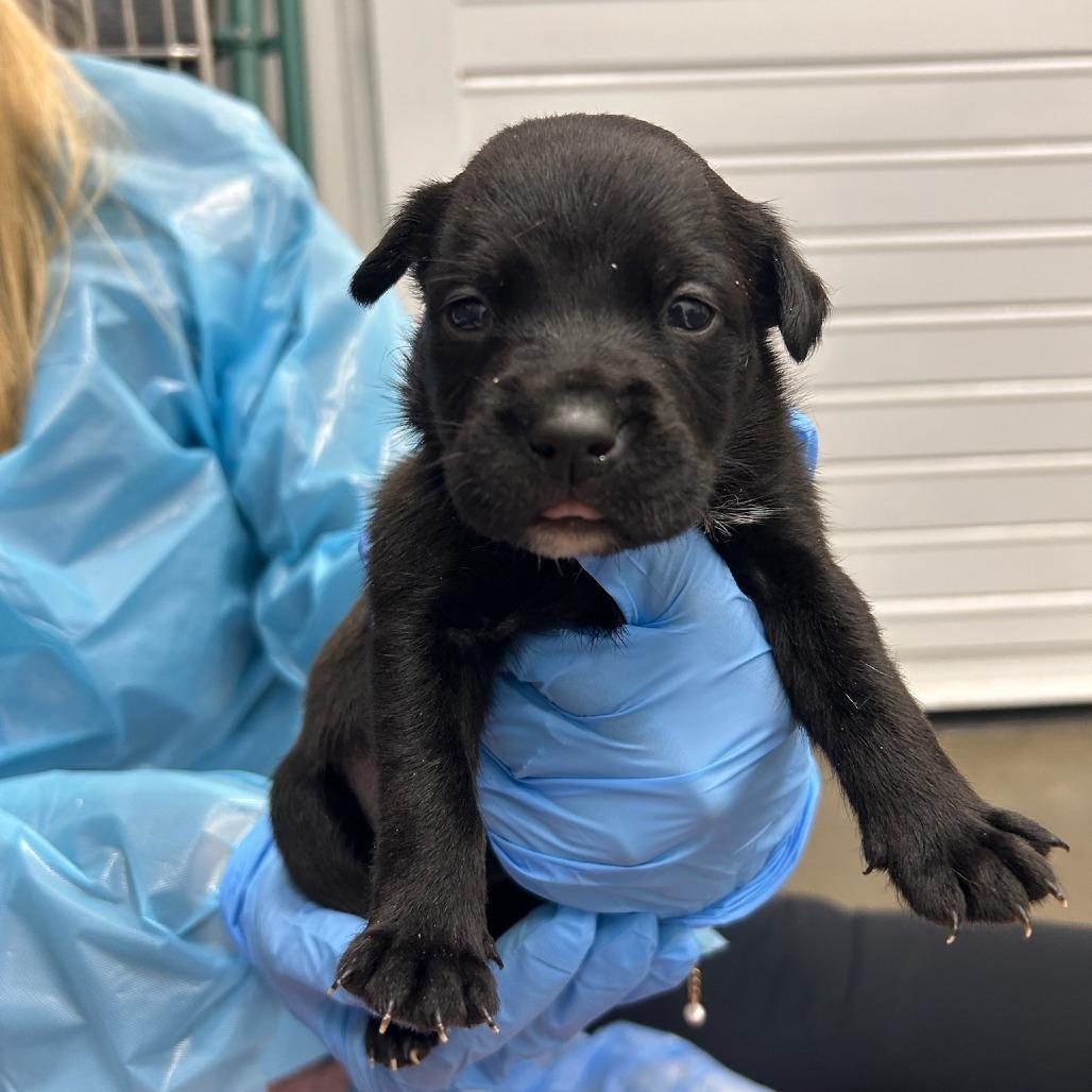 Umbra, Adoptable, Puppy Female Mixed Breed.