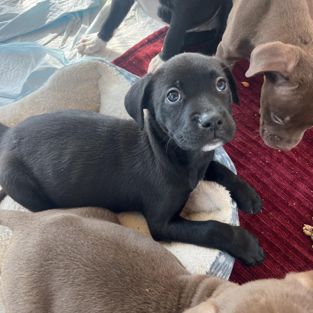 Enlarge Umbra, a Adoptable Mixed Breed in Bentonville, AR image 2/2