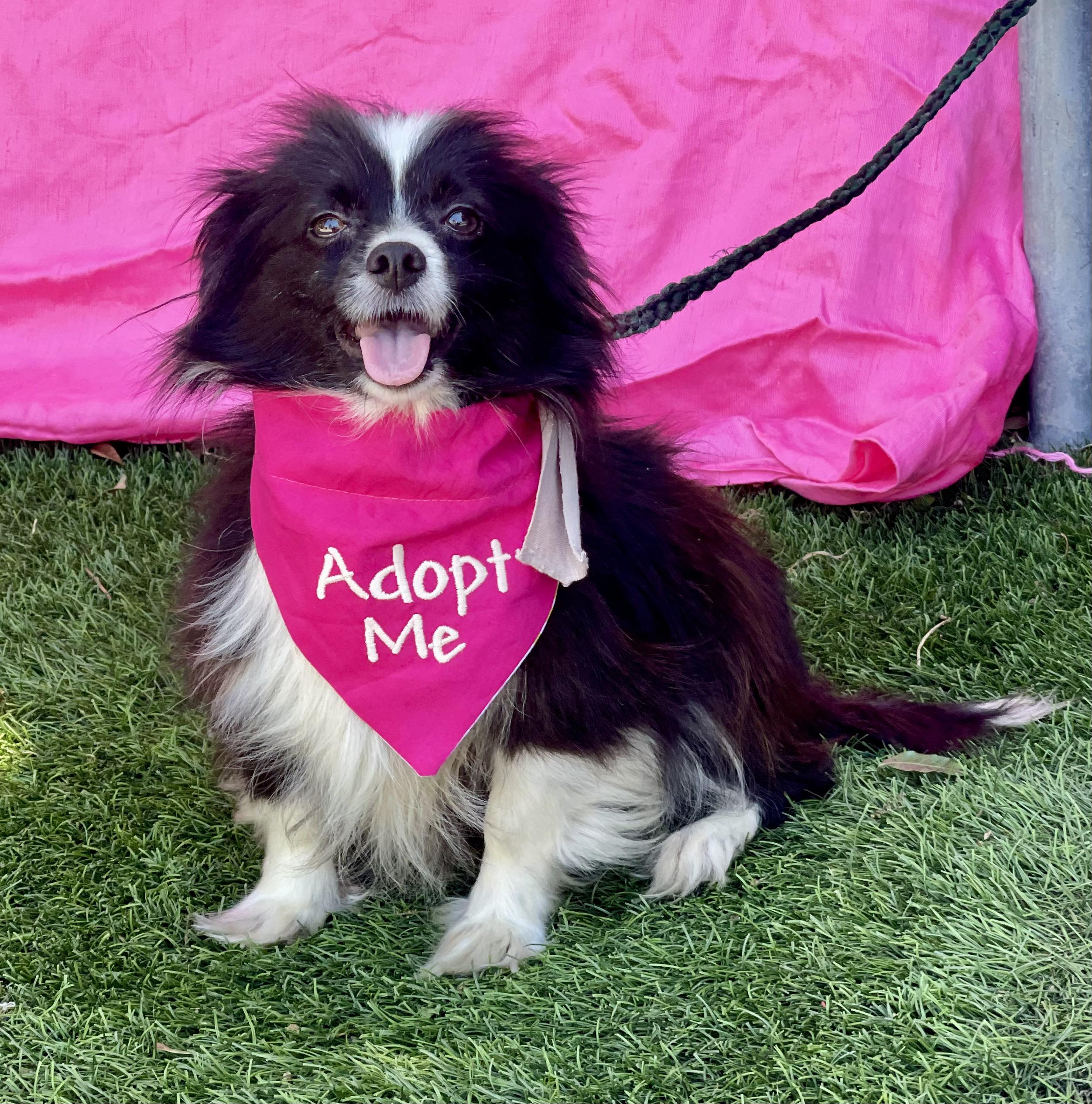 ZOE, adopted, Adult Female Papillon & Pomeranian.