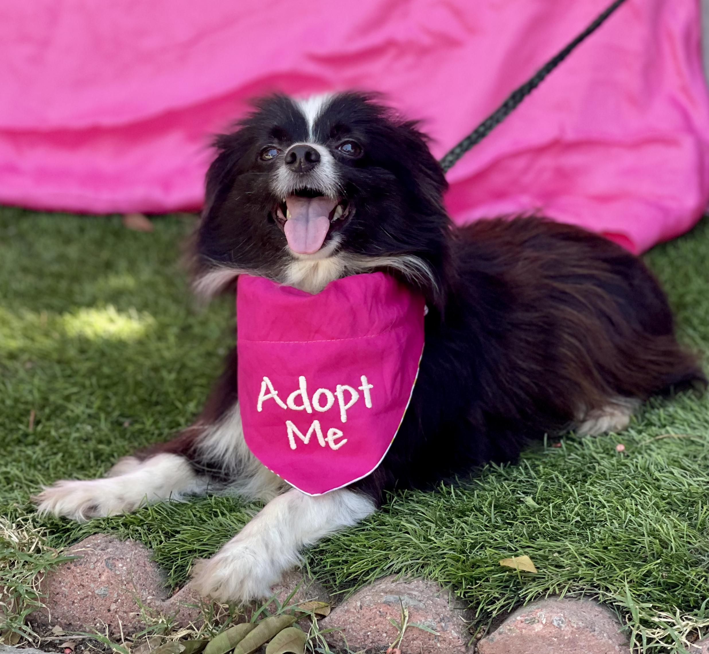 Enlarge ZOE, an adopted mixed breed in Rowland Heights, CA image 3/6