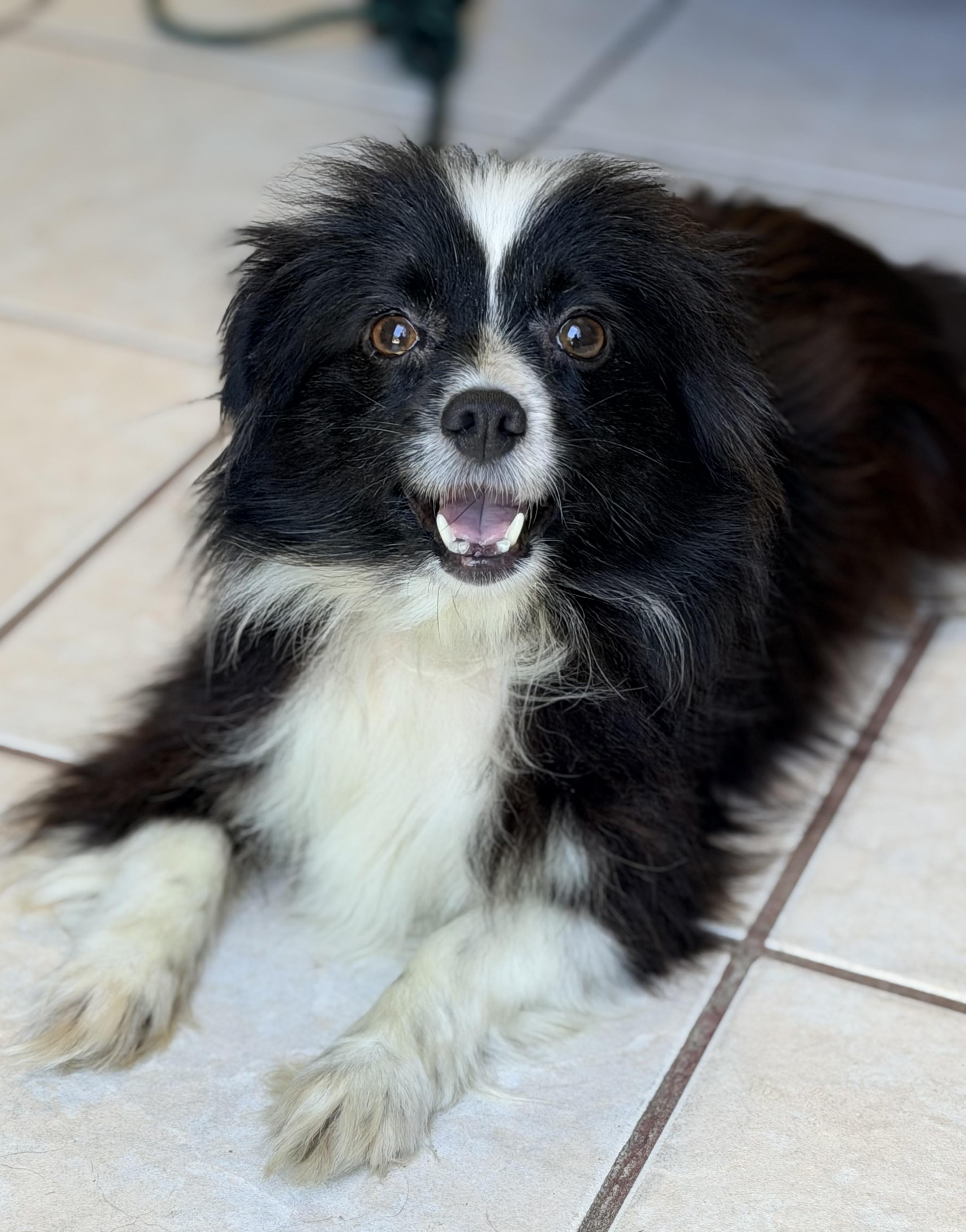 Enlarge ZOE, an adopted mixed breed in Rowland Heights, CA image 6/6