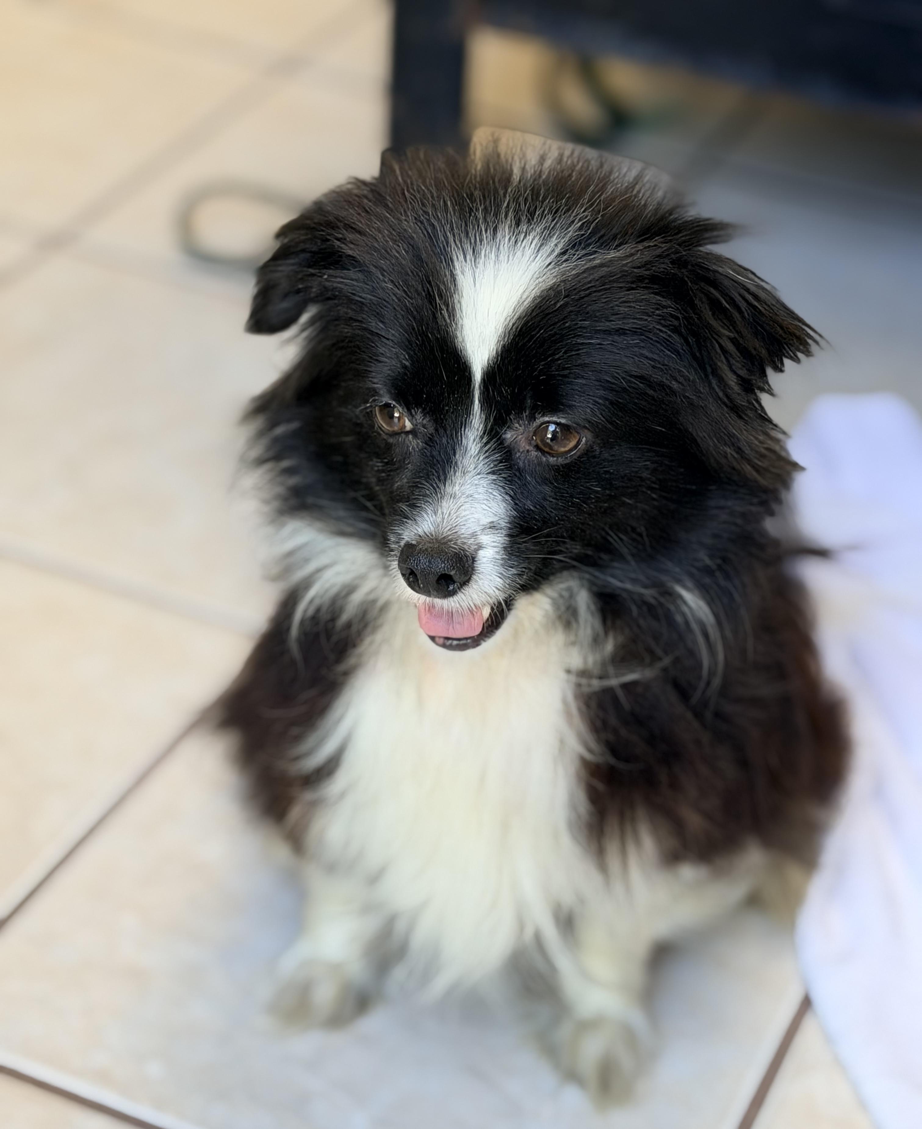 Enlarge ZOE, an adopted mixed breed in Rowland Heights, CA image 5/6