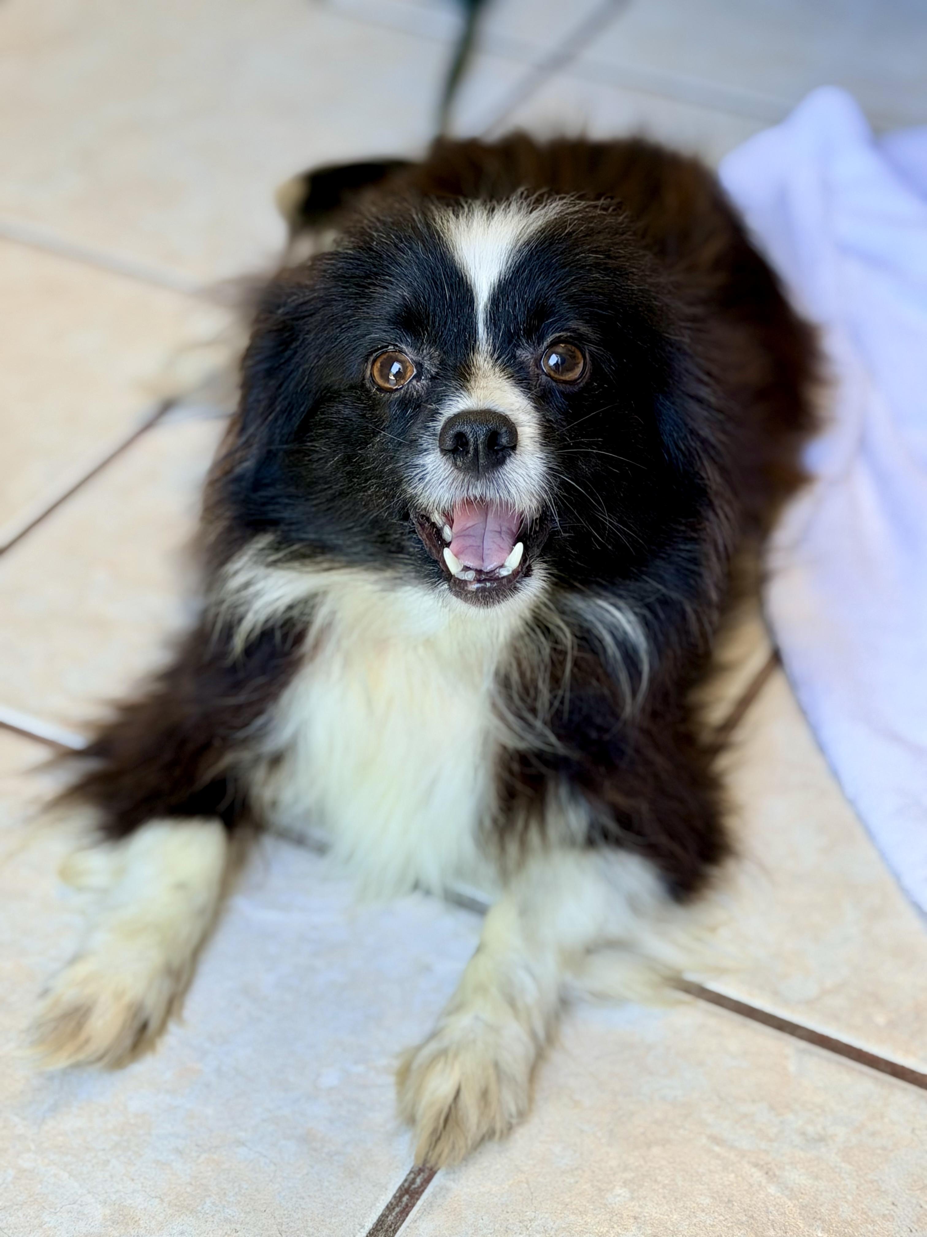 Enlarge ZOE, an adopted mixed breed in Rowland Heights, CA image 4/6
