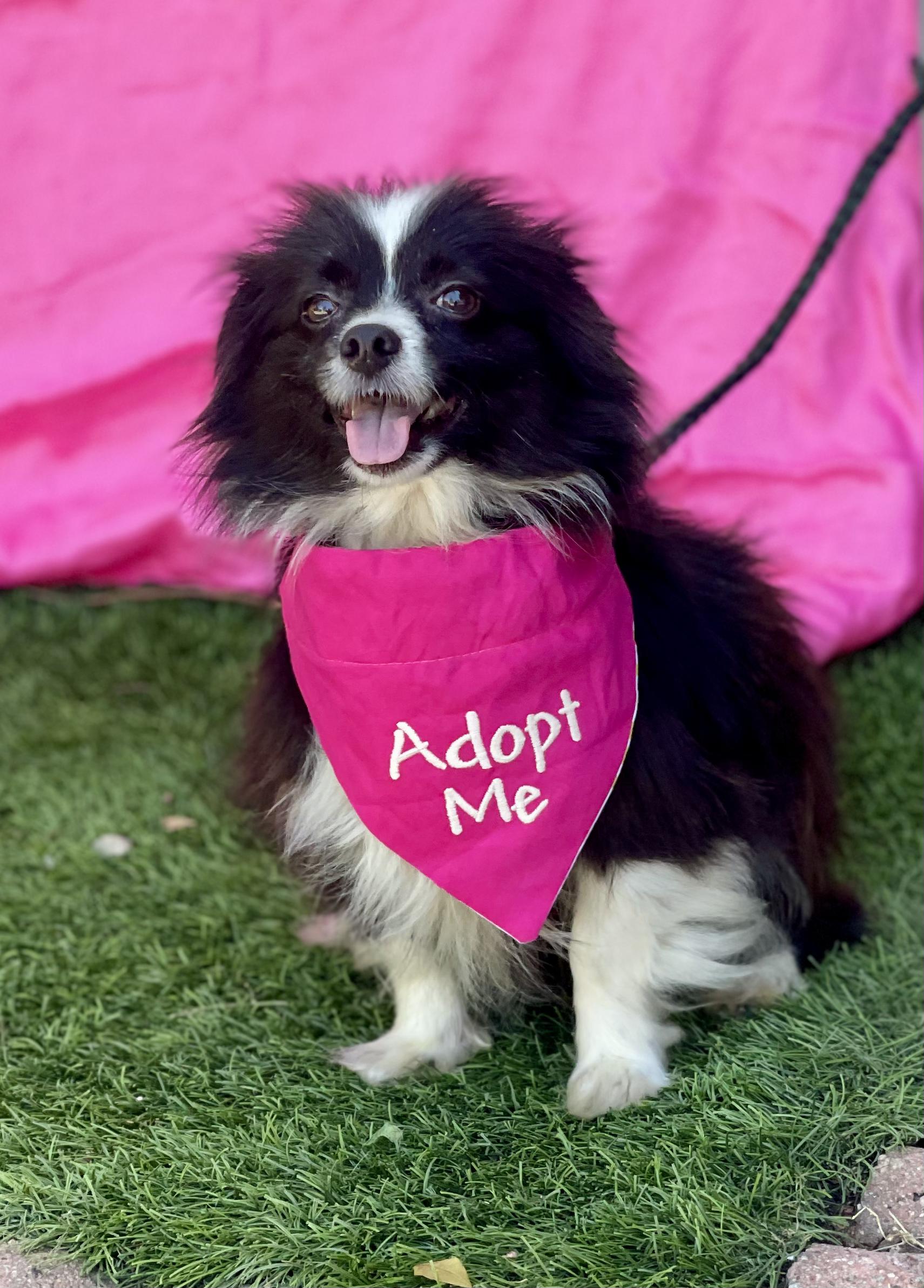 Enlarge ZOE, an adopted mixed breed in Rowland Heights, CA image 2/6