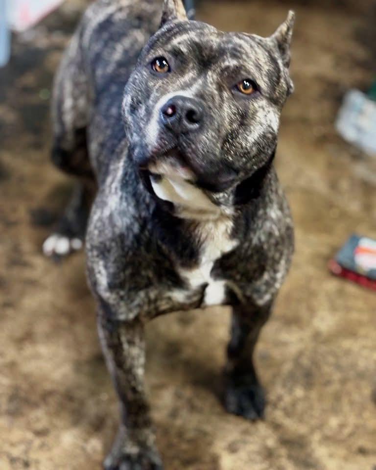 Bronco, Adopted, Adult Male Mixed Breed.