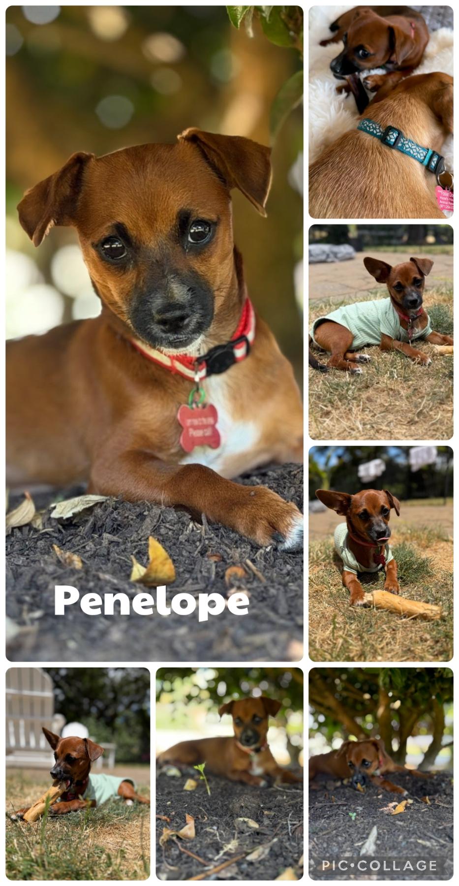 Penelope, ADOPTABLE, Puppy Female Chihuahua & Dachshund.