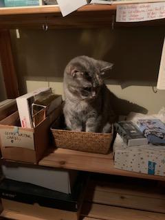 Enlarge Leela, a hold Dilute Tortoiseshell in Waterdown, ON image 3/5