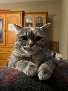 Enlarge Leela, a hold Dilute Tortoiseshell in Waterdown, ON image 5/5