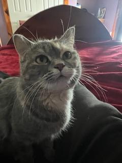 Enlarge Leela, a hold Dilute Tortoiseshell in Waterdown, ON image 4/5