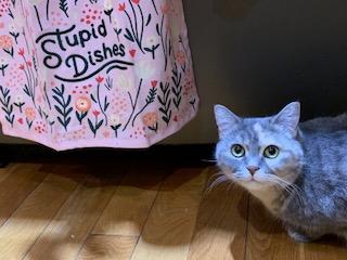 Enlarge Leela, a hold Dilute Tortoiseshell in Waterdown, ON image 1/5