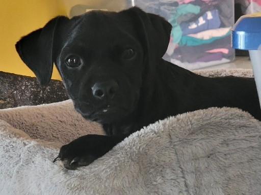 Enlarge Pablo, a ADOPTABLE mixed breed in Pasadena, CA image 1/4