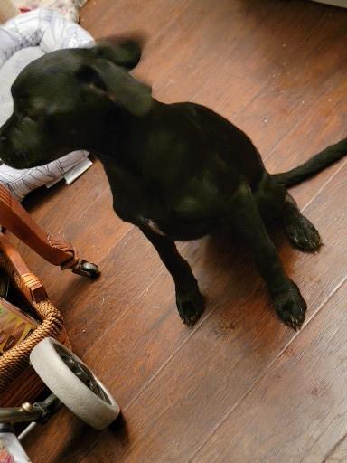 Enlarge Pablo, a ADOPTABLE mixed breed in Pasadena, CA image 3/4