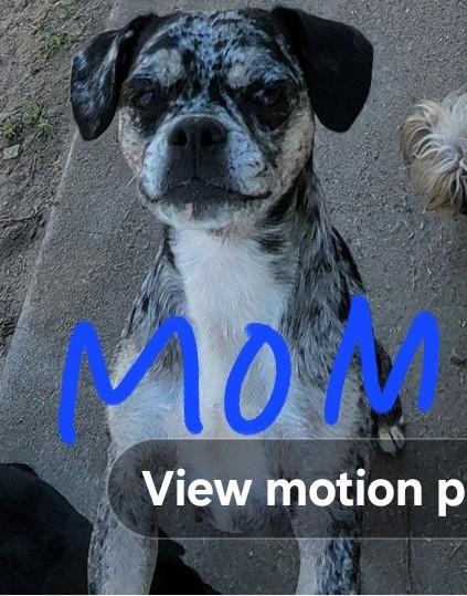 Enlarge Pablo, a ADOPTABLE mixed breed in Pasadena, CA image 4/4