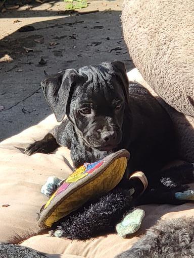 Enlarge Pablo, a ADOPTABLE mixed breed in Pasadena, CA image 2/4