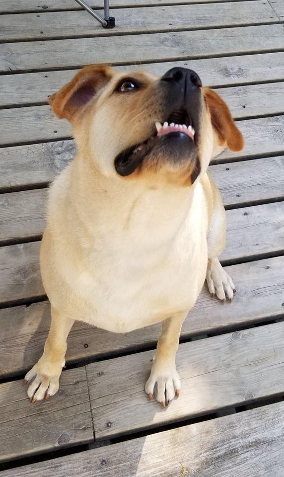 MATILDA, a Adoptable mixed breed in Warkworth, ON image 3/6