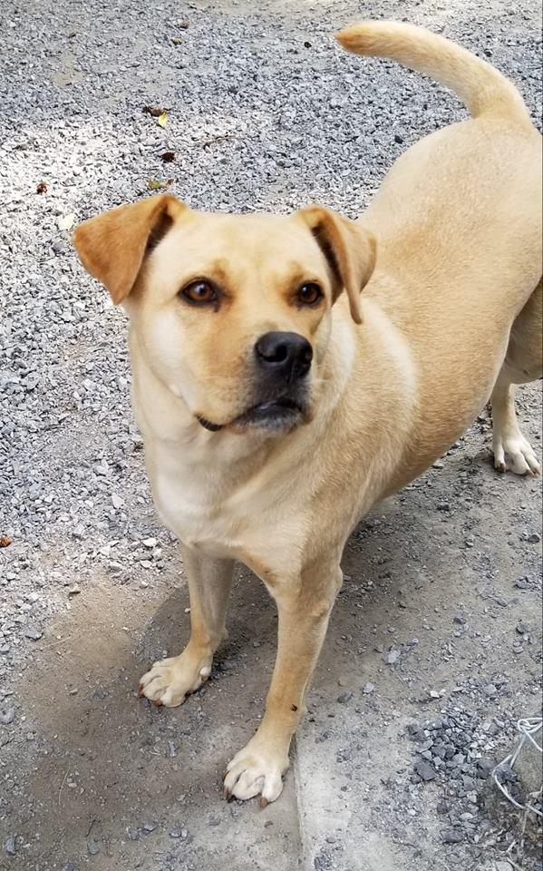 MATILDA, a Adoptable mixed breed in Warkworth, ON image 6/6