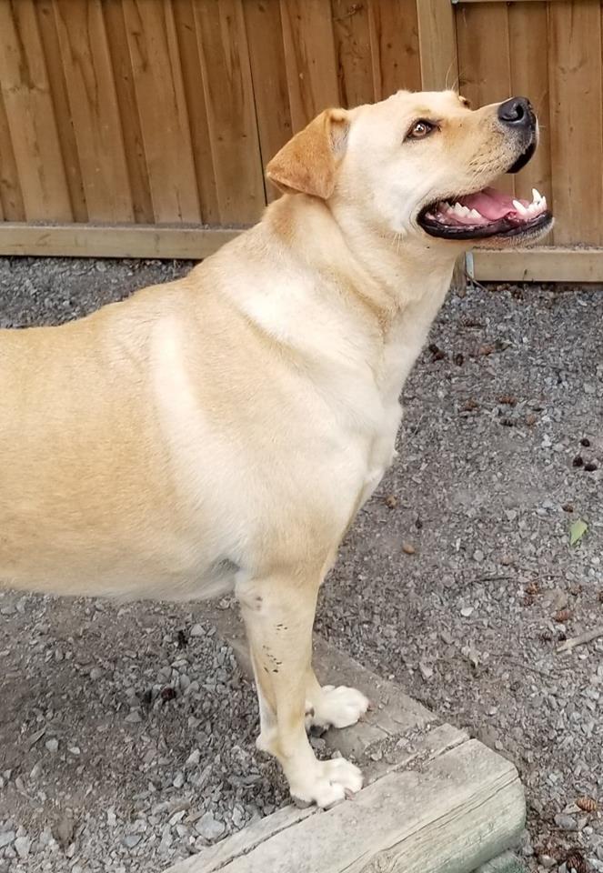 MATILDA, a Adoptable mixed breed in Warkworth, ON image 2/6