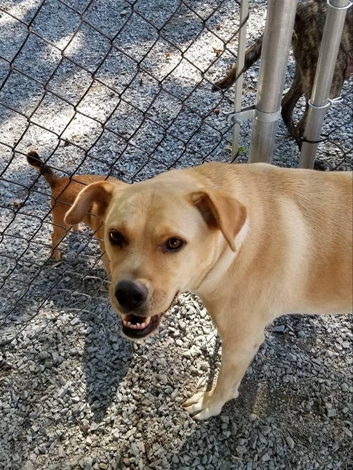 MATILDA, a Adoptable mixed breed in Warkworth, ON image 5/6