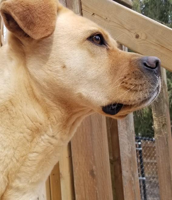 MATILDA, a Adoptable mixed breed in Warkworth, ON image 4/6