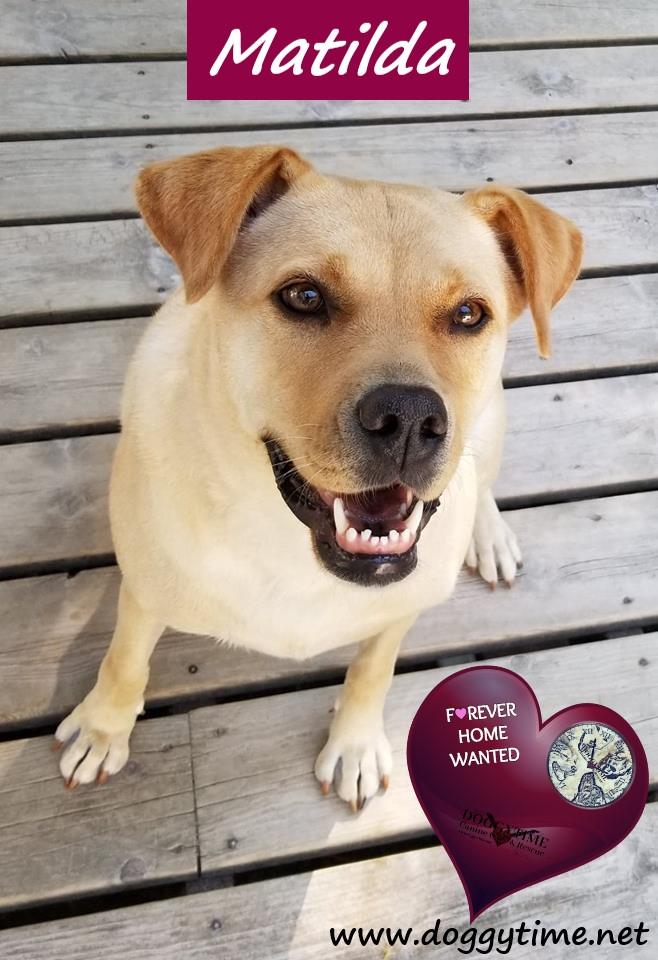 MATILDA, a Adoptable mixed breed in Warkworth, ON image 1/6