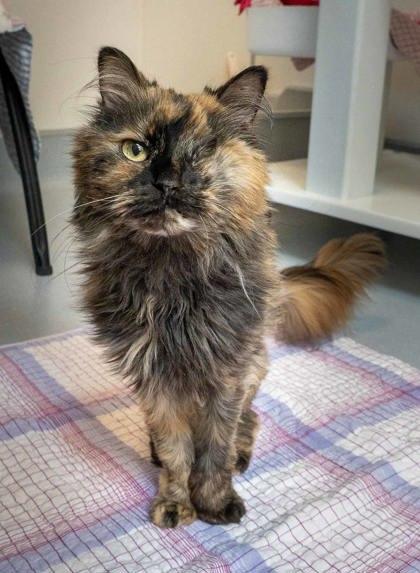 Enlarge Cozy Mittens, a Adoptable mixed breed in Roseville, CA image 1/3