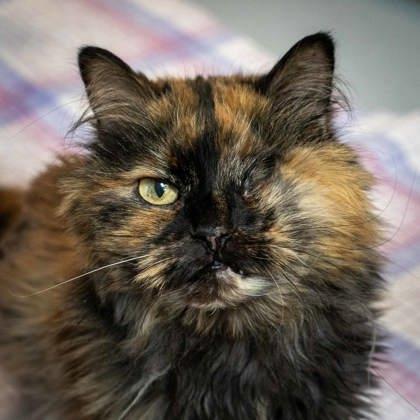 Enlarge Cozy Mittens, a Adoptable mixed breed in Roseville, CA image 2/3