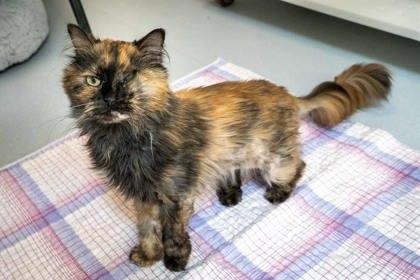 Enlarge Cozy Mittens, a Adoptable mixed breed in Roseville, CA image 3/3
