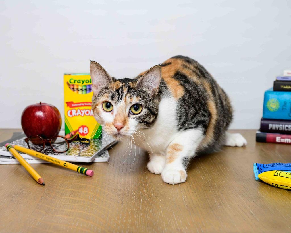 Espurr, Adoptable, Young Female Tabby & Calico.