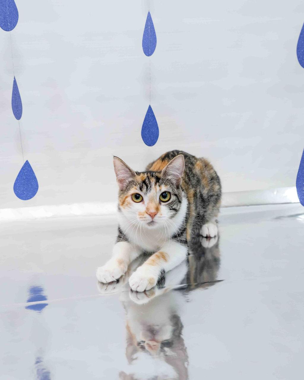 Espurr, a Adoptable mixed breed in Jefferson, LA image 5/5