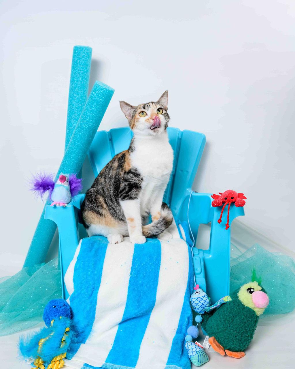 Espurr, a Adoptable mixed breed in Jefferson, LA image 3/5