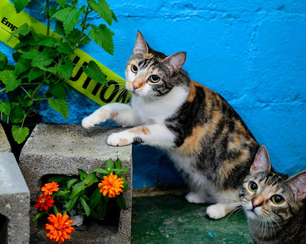 Enlarge Espurr, a Adoptable mixed breed in Jefferson, LA image 2/6