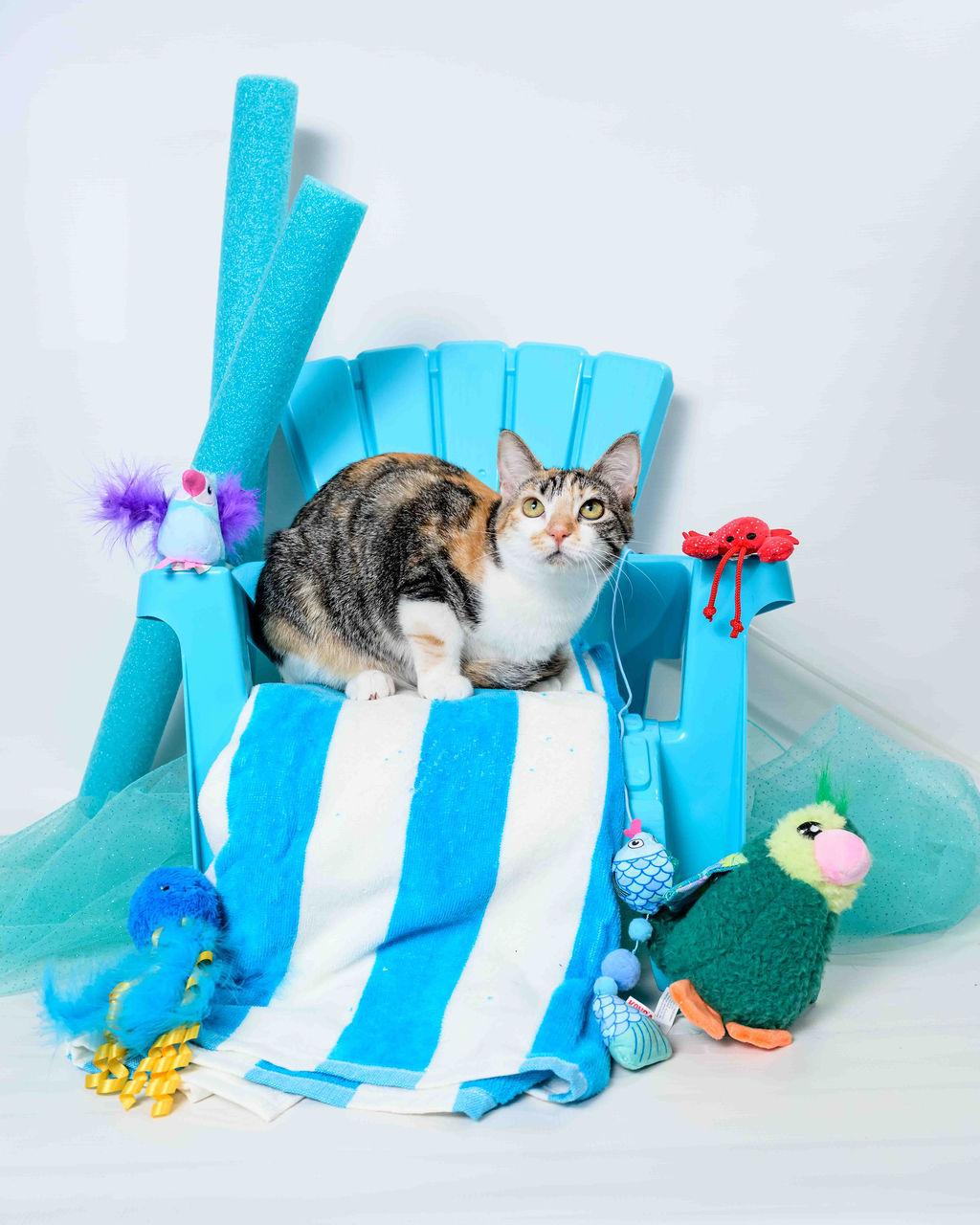 Espurr, a Adoptable mixed breed in Jefferson, LA image 2/5