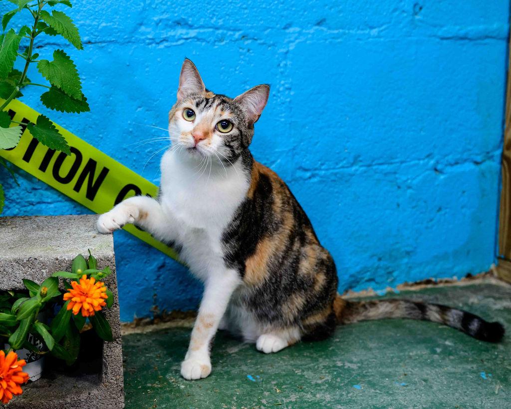Espurr, Adoptable, Young Female Tabby & Calico.