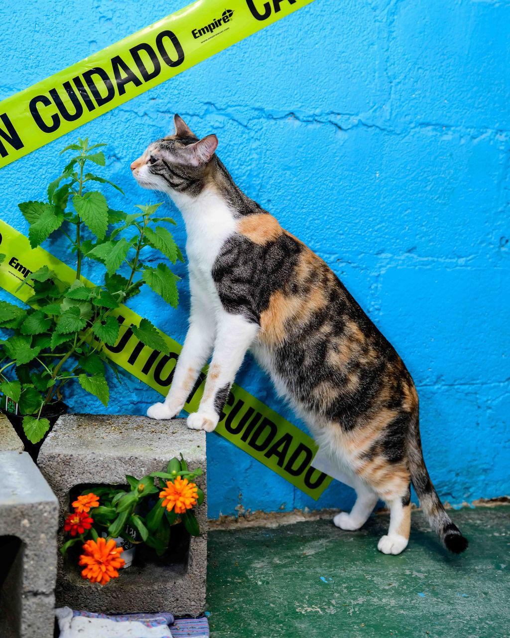 Enlarge Espurr, a Adoptable mixed breed in Jefferson, LA image 3/6