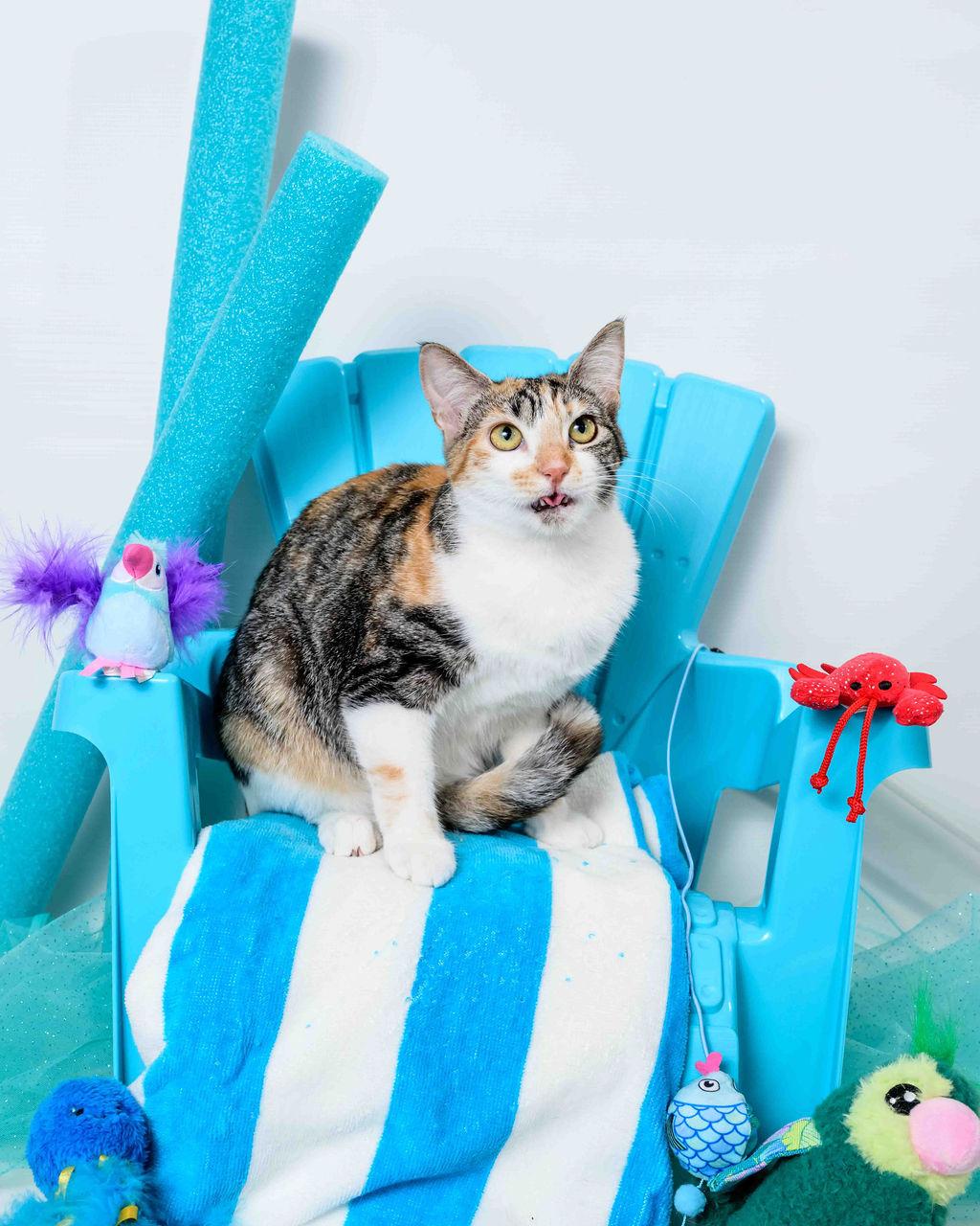 Espurr, a Adoptable mixed breed in Jefferson, LA image 4/5