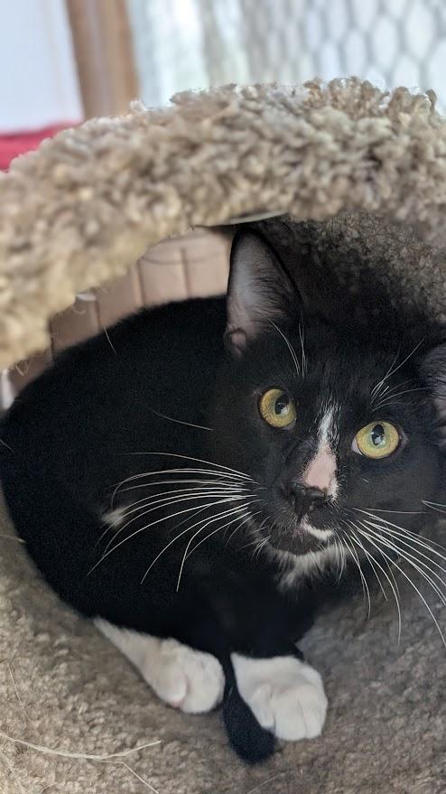 Linus, ADOPTABLE, Adult Male Domestic Short Hair.