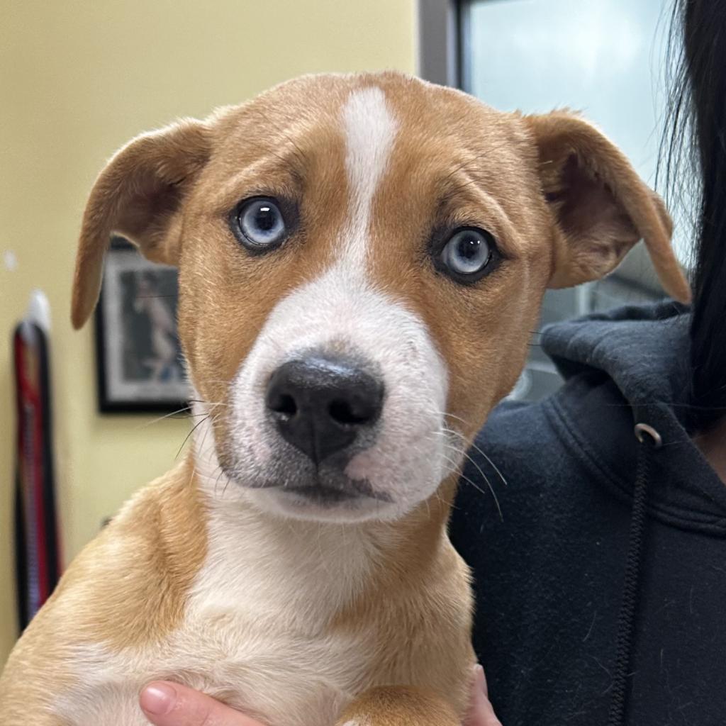 Rudy, Adoptable, Adult Male Mixed Breed.