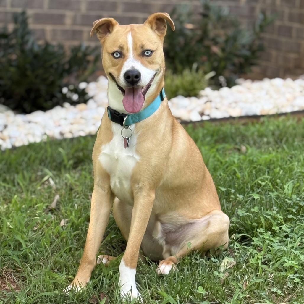 Enlarge Rudy, a Adoptable Mixed Breed in Sherwood, OR image 2/6