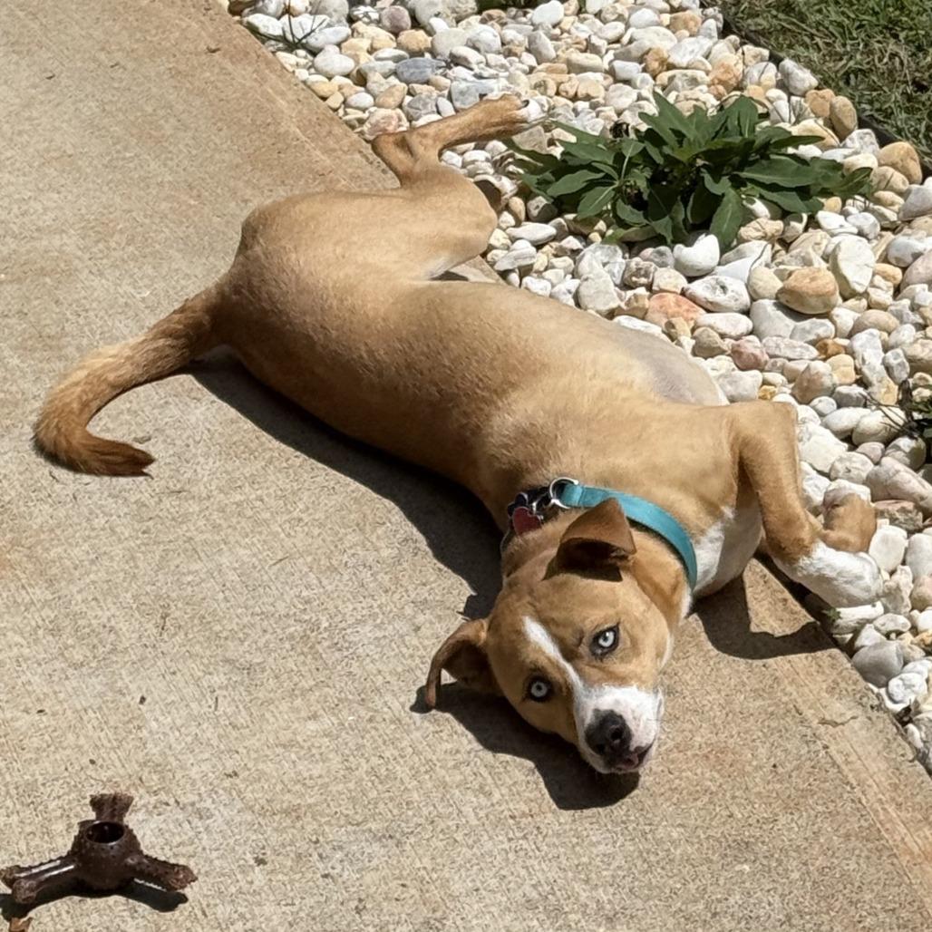 Enlarge Rudy, a Adoptable Mixed Breed in Sherwood, OR image 3/6