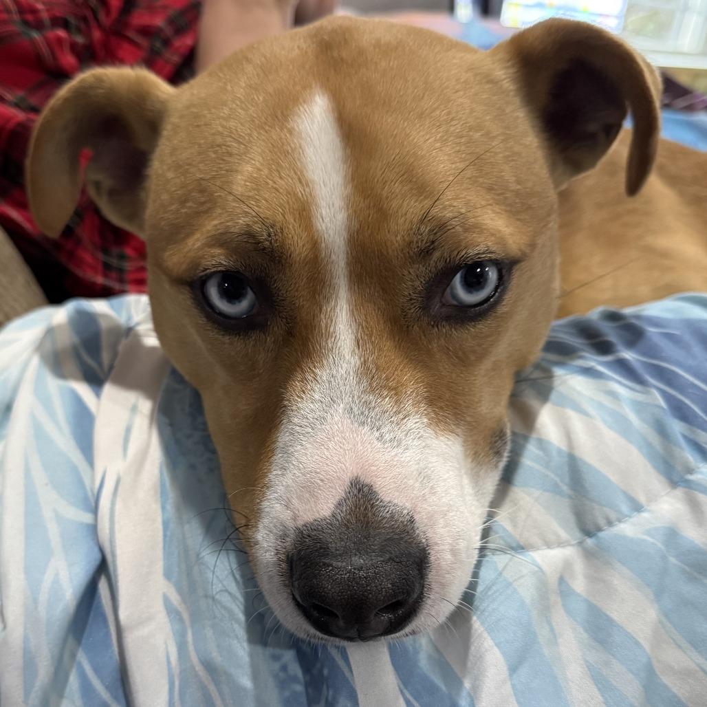 Enlarge Rudy, a Adoptable Mixed Breed in Sherwood, OR image 4/6