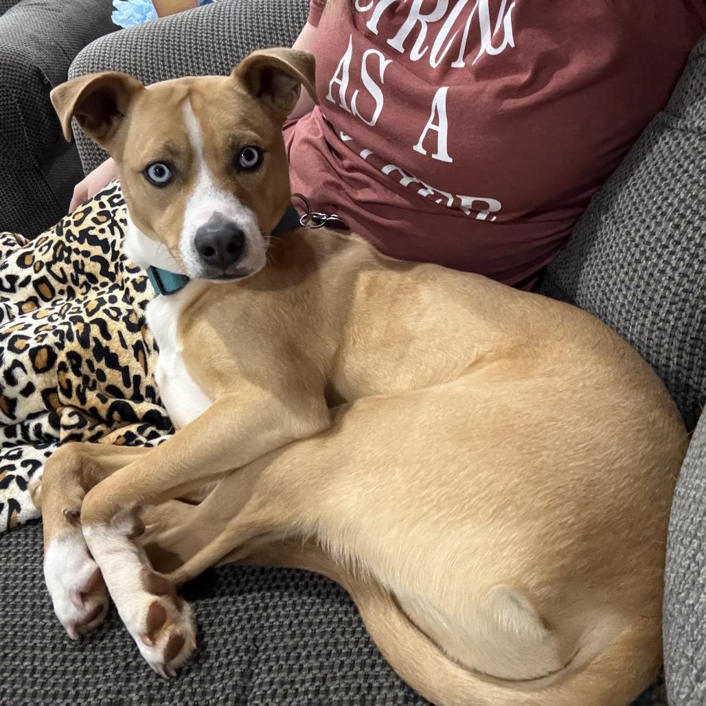 Enlarge Rudy, a Adoptable Mixed Breed in Sherwood, OR image 5/6