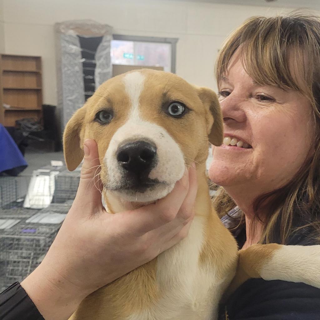 Enlarge Rudy, a Adoptable Mixed Breed in Sherwood, OR image 6/6