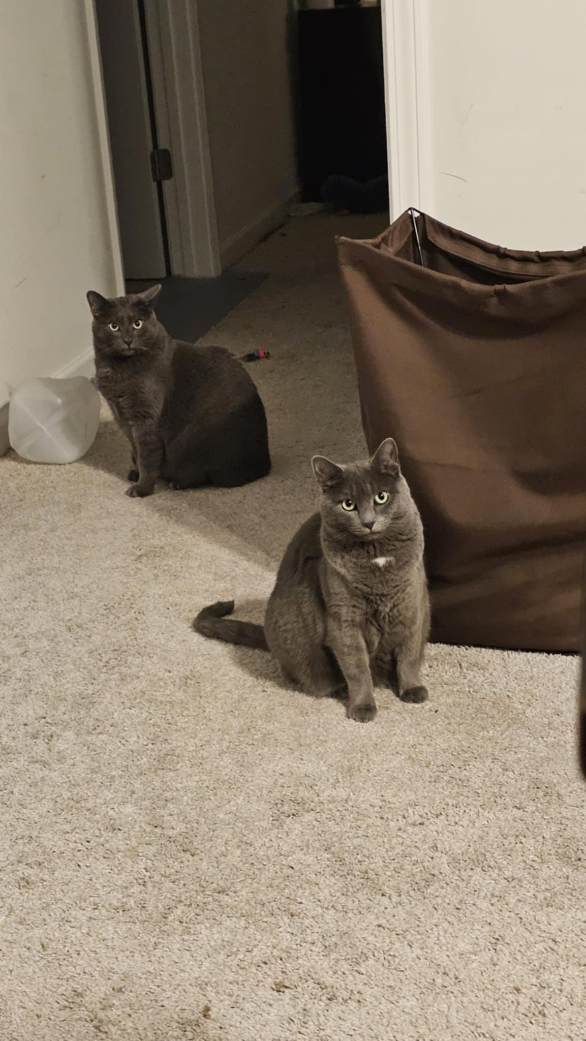 Siren + Greyson (bonded mother and son), Adoptable, Adult Male Domestic Short Hair.