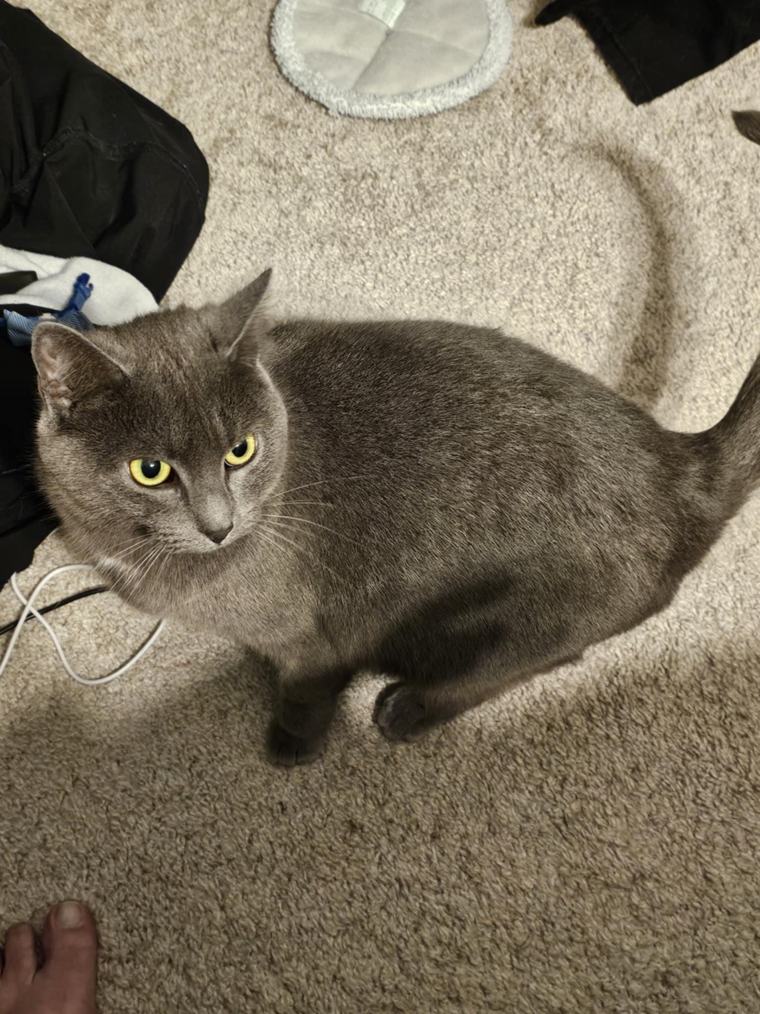 Siren + Greyson (bonded mother and son)