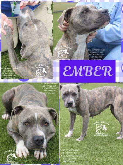 Ember, Adoptable, Adult Female Mixed Breed & Mixed Breed.