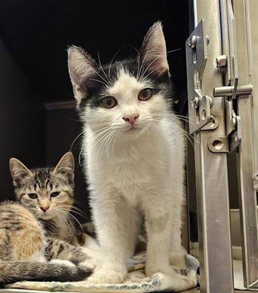 RAINBOW, Adoptable, Kitten Female Domestic Short Hair.