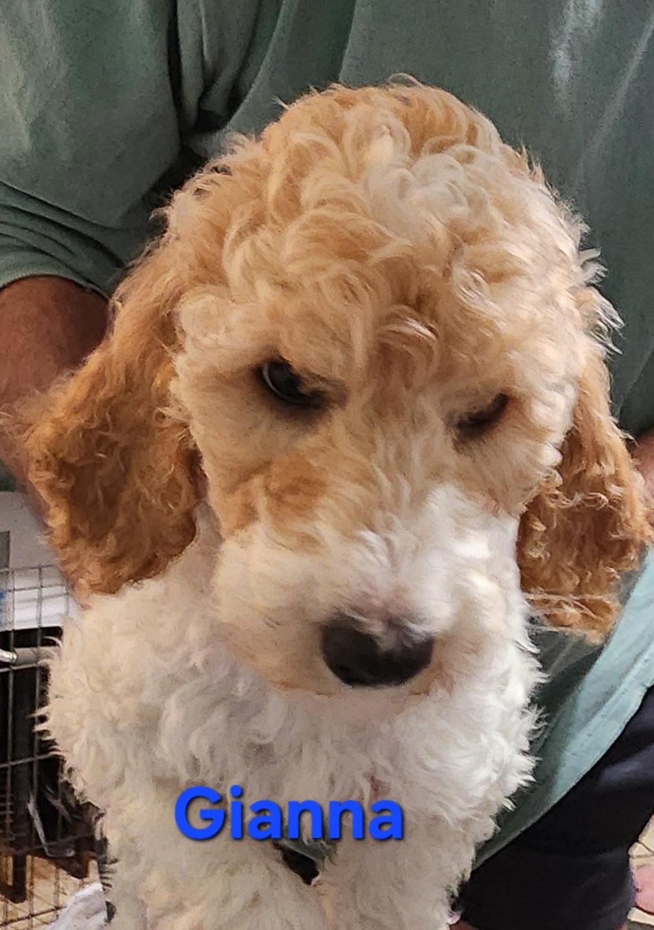 Gianna, ADOPTABLE, Puppy Female Standard Poodle.