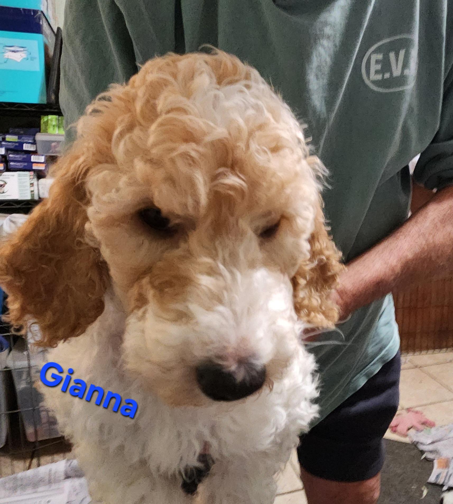 Enlarge Gianna, a ADOPTABLE Standard Poodle in North Augusta, SC image 2/2